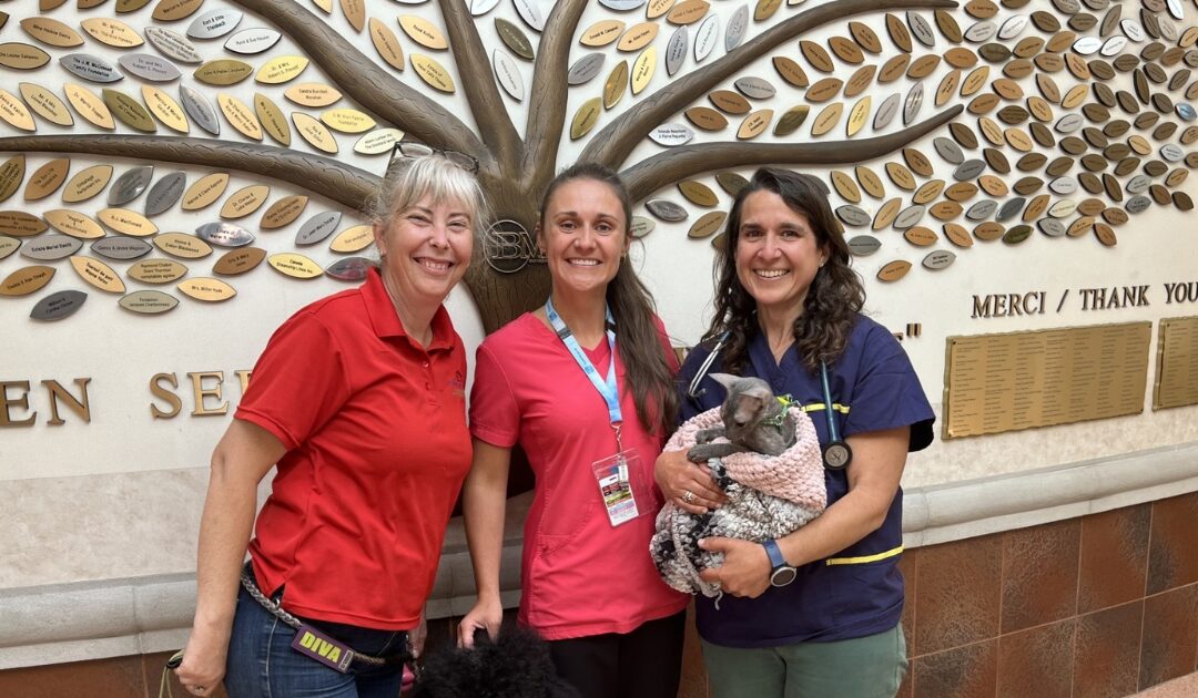 La zoothérapie à l’urgence pour les personnes aînées