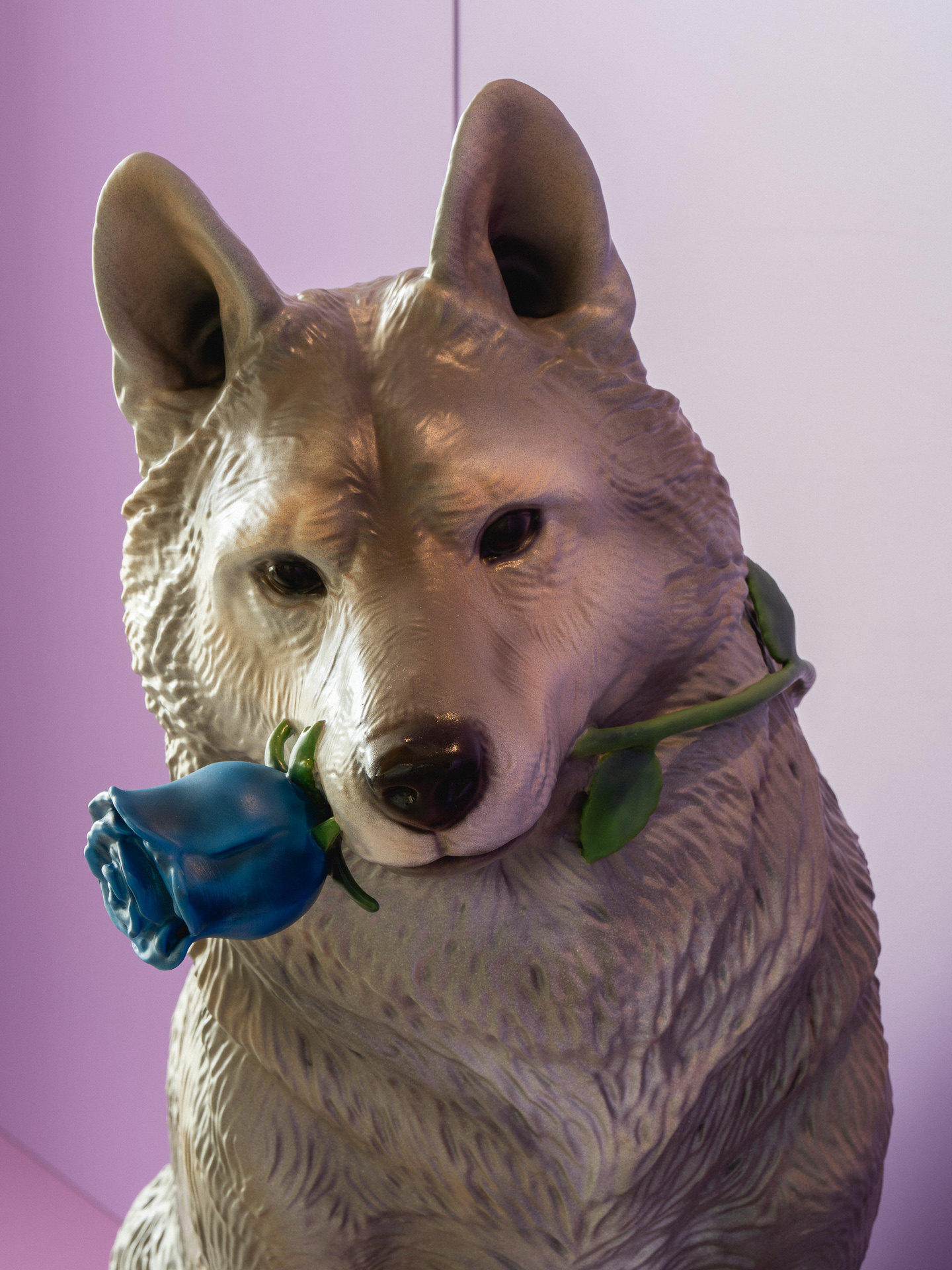 Un loup sur fond mauve.